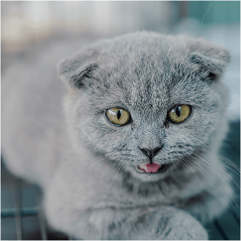 Phòng bệnh Ký Sinh Trùng và Tiêm Phòng
